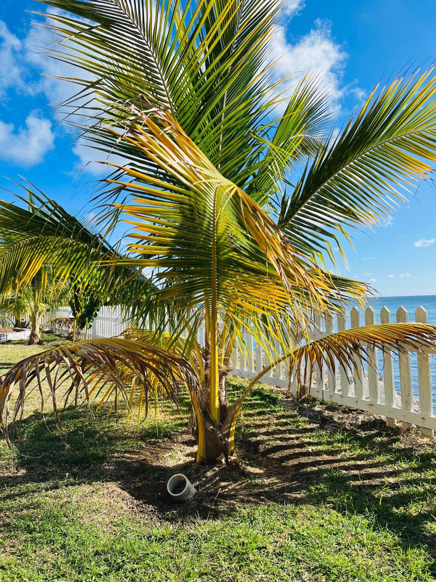 Sealavie Apartments - Grenada St. George's Buitenkant foto
